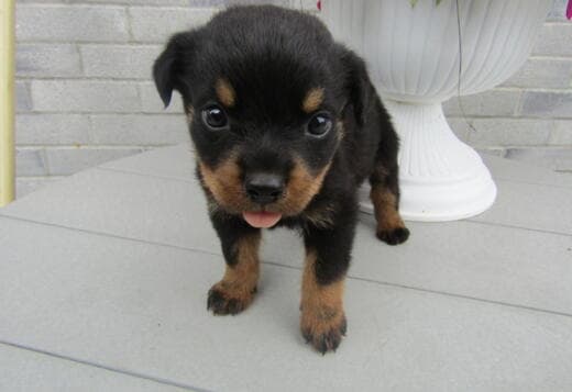 Purebred Rottweiler puppies German bloodline for sale