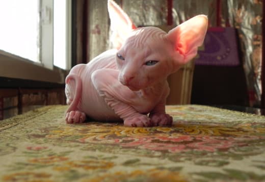 12 weeks old Sphynx kittens