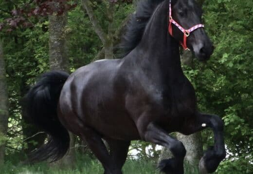Lovely black mare Friesian horse for sale.