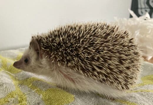 Hedgehog to good home