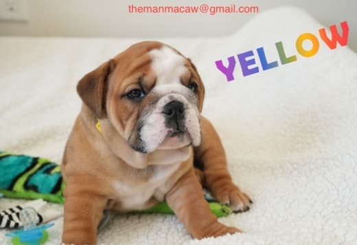 Amazing english bulldog puppies