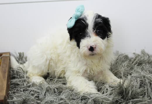 AKC Portuguese Water Dog Puppies