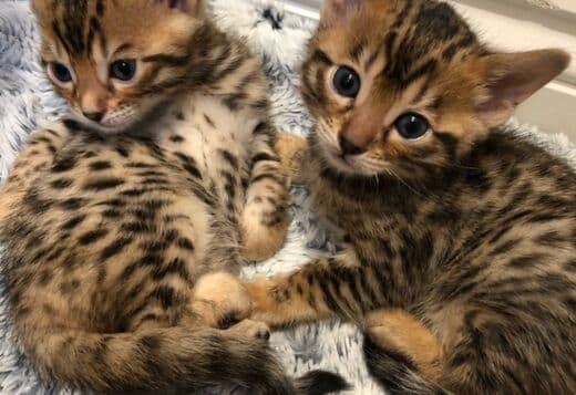 Bengal Kittens Purebred Rosetted