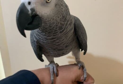 affectionate~African grey