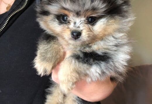 Gorgeous Pomeranian Puppies Available