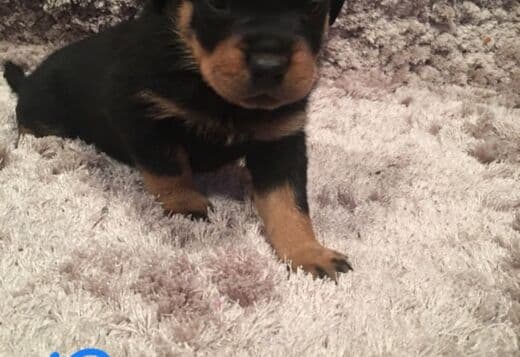 Purebred Rottweiler puppies German bloodline