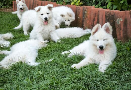 White Swiss Shepherd Puppies