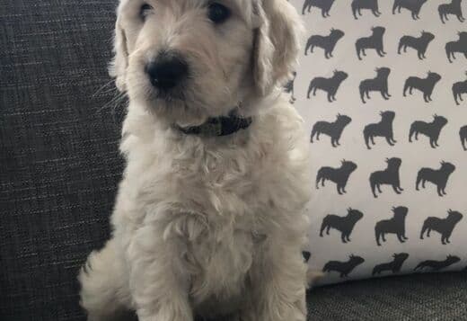 Vaccinated Golden Doodle Puppies