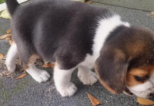 Beagle puppies-male/female