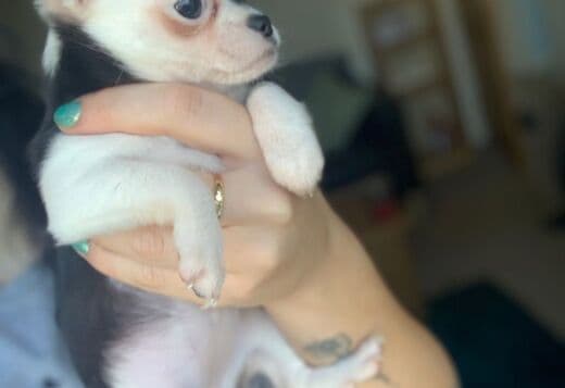 2 Female Chihuahua Sisters