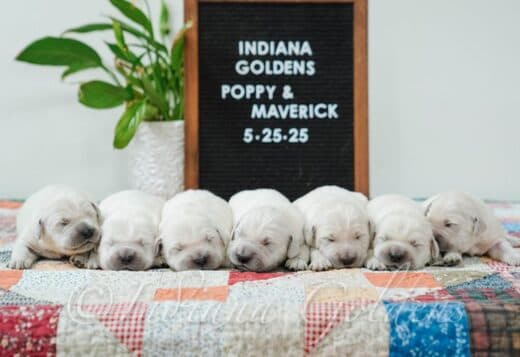 Indiana Golden Retriever Puppies: Beautiful Dogs with Good Temperament