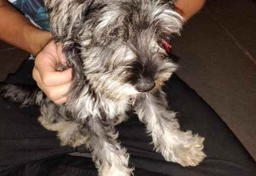 Miniature Schnauzers