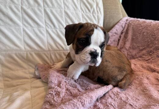 English bulldog puppy