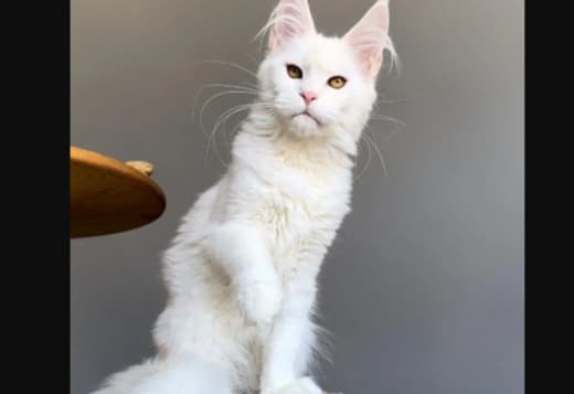 Affordable Maine Coon Kittens for Sale