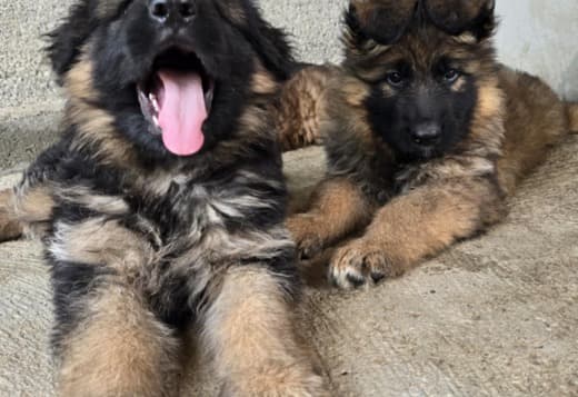 Long-Haired German Shepherd Puppies