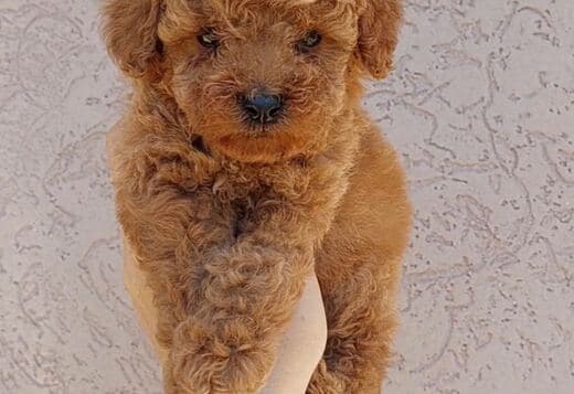 Dwarf and Toy Poodle Puppies