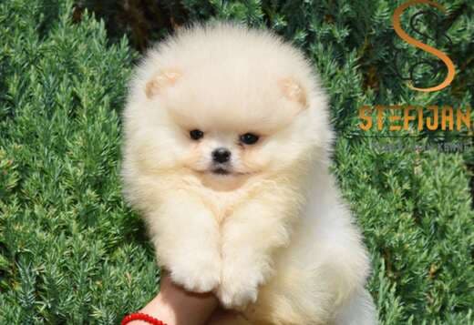 Pomeranian Boo Puppies