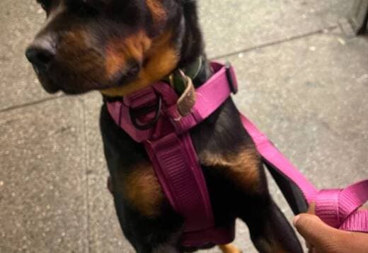 rottweiler for rehoming