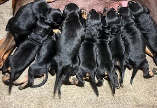 Doberman