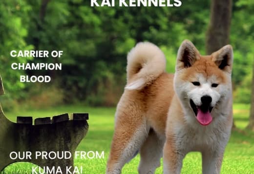 Akita Inu - female puppy 6 months FCI
