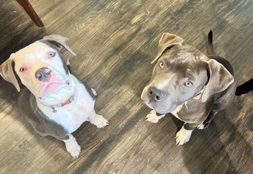 American Staffordshire Terriers