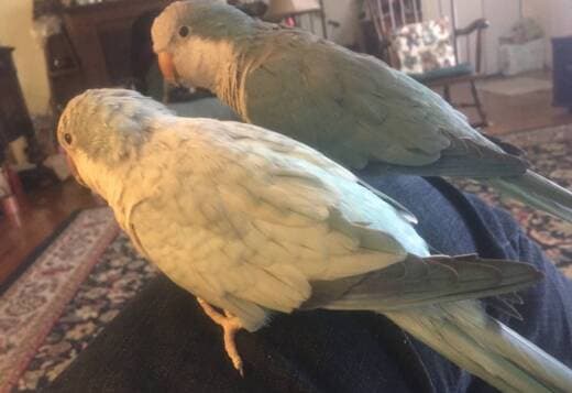 Blue Quaker parrots