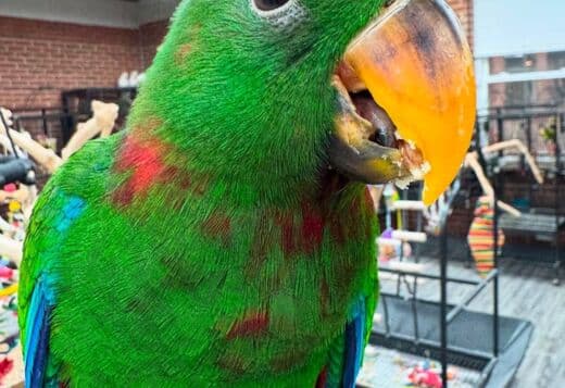 Tamed and lovely eclectus parrots for ready for new homes