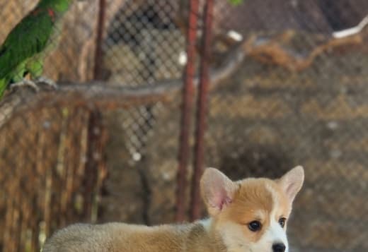 Welsh Corgi Pembroke – Beautiful Puppies