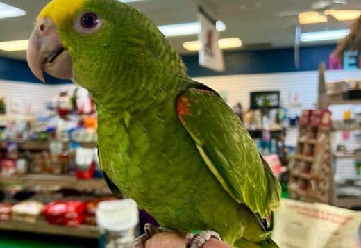 Tamed and talking amazon parrots for sale