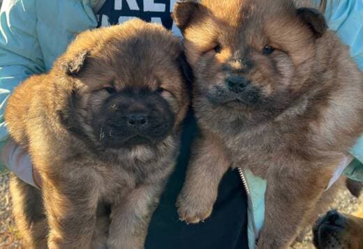 Chow Chow Puppies need new home