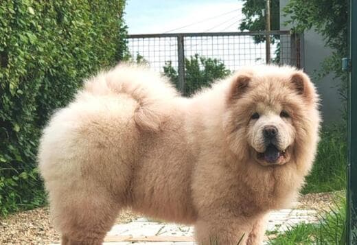 Chow Chow puppies