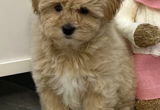 Maltipoo Puppies for Sale