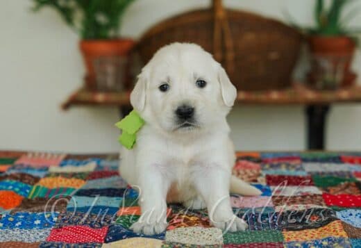 English golden retriever puppies: Beautiful, Smart, and Family-Friend.