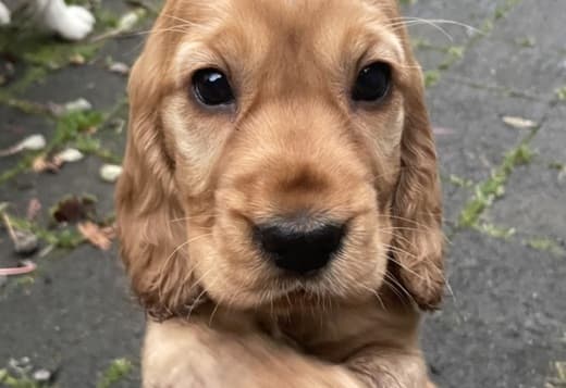 ? Beautiful 10-Week-Old Cocker Spaniel Puppies Ready Now! ?