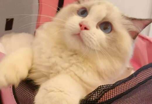 beautiful ragdoll girl for sell