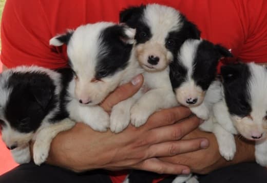 Border Collie puppies