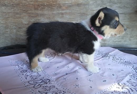 Purebred Pembroke Welsh Corgis !!!