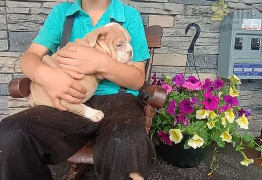 English Bulldog & American Bulldog Hybrid