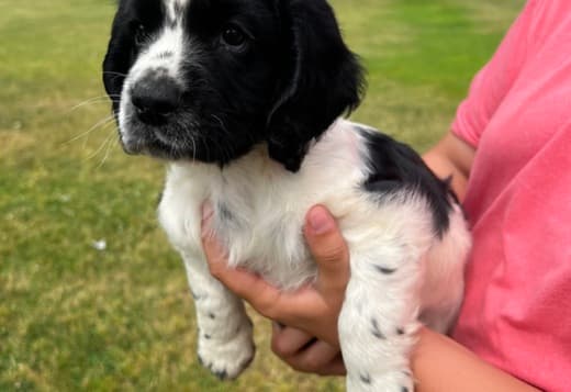 Pure Bred English Cocker Spaniel Puppies!