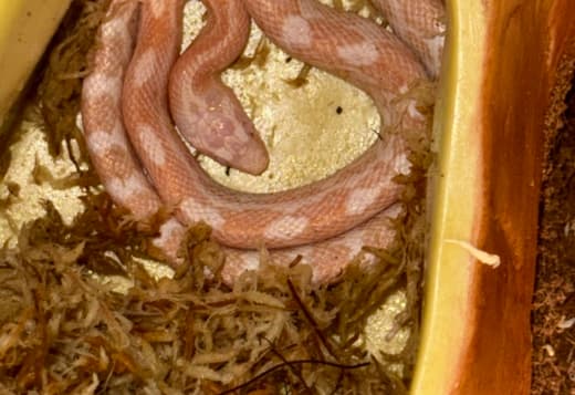 Baby corn snake