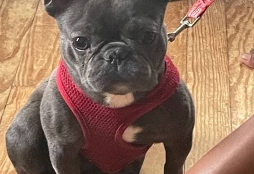French Bulldog adoption