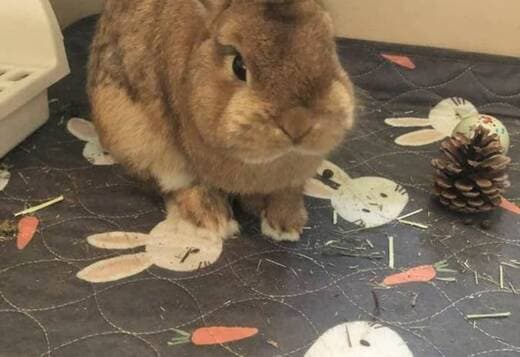 Netherland Dwarf Bunny Rabbit