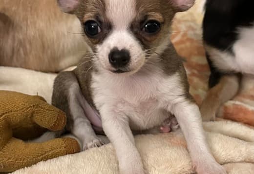 Adorable purebred Chihuahua Puppies