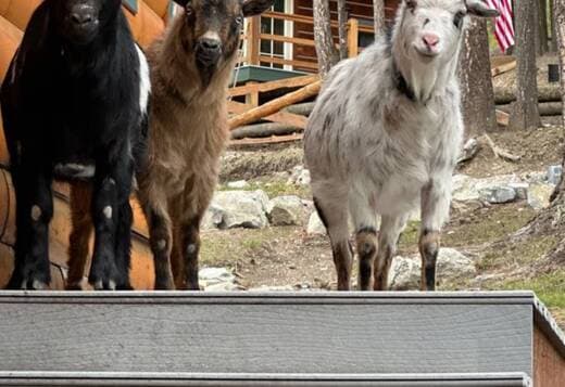 Rehoming Nigerian Dwarf Goats