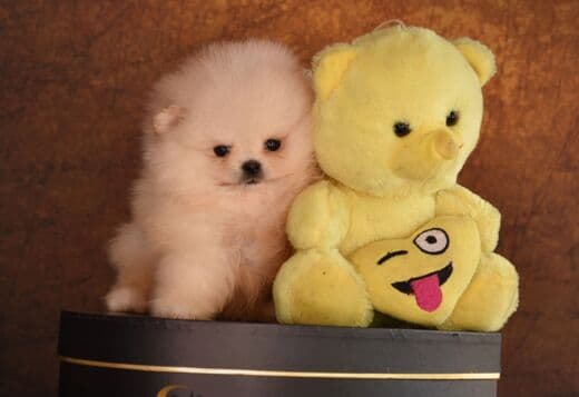 Pomeranian Boo Puppies
