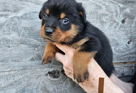 Rottweiler Pups
