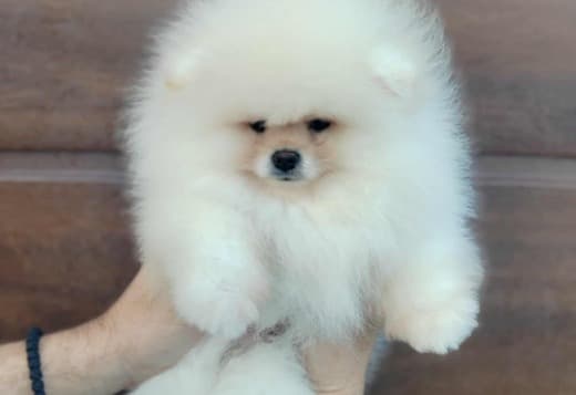 Pomeranian Spitz puppies