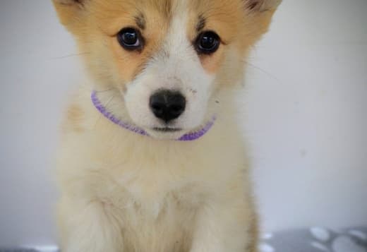 Welsh Corgi Pembroke puppies