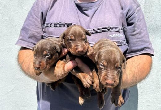 Doberman puppies for sale