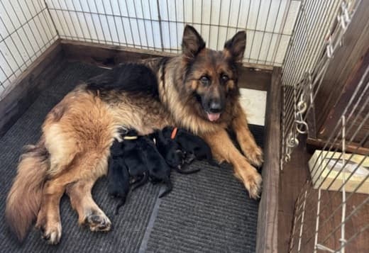 Meet Peppa’s Premium Pups – Ready for Their Forever Homes!